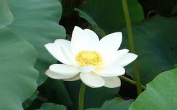 Coi chừng tâm bạn